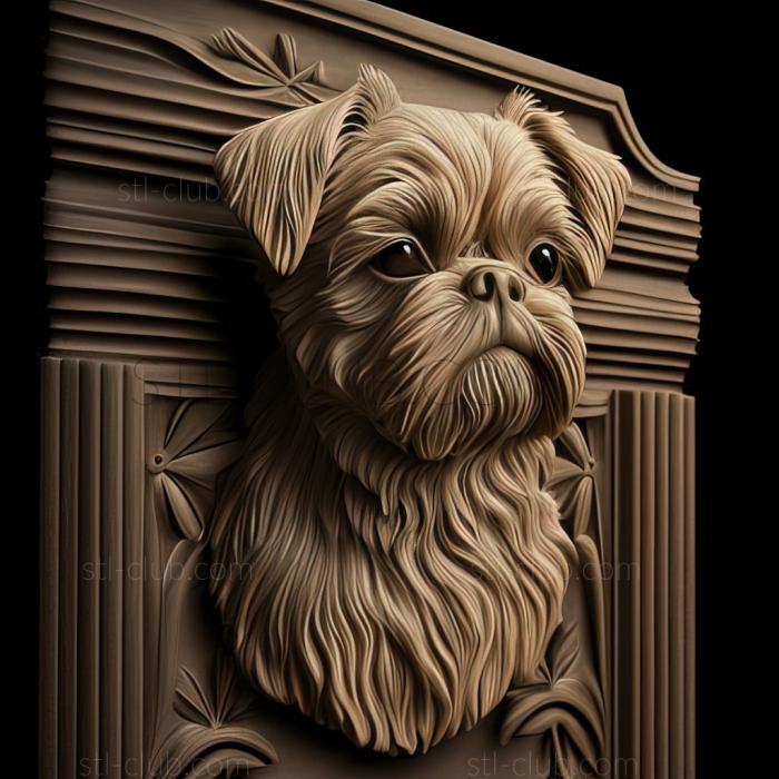 st Brussels Griffon dog